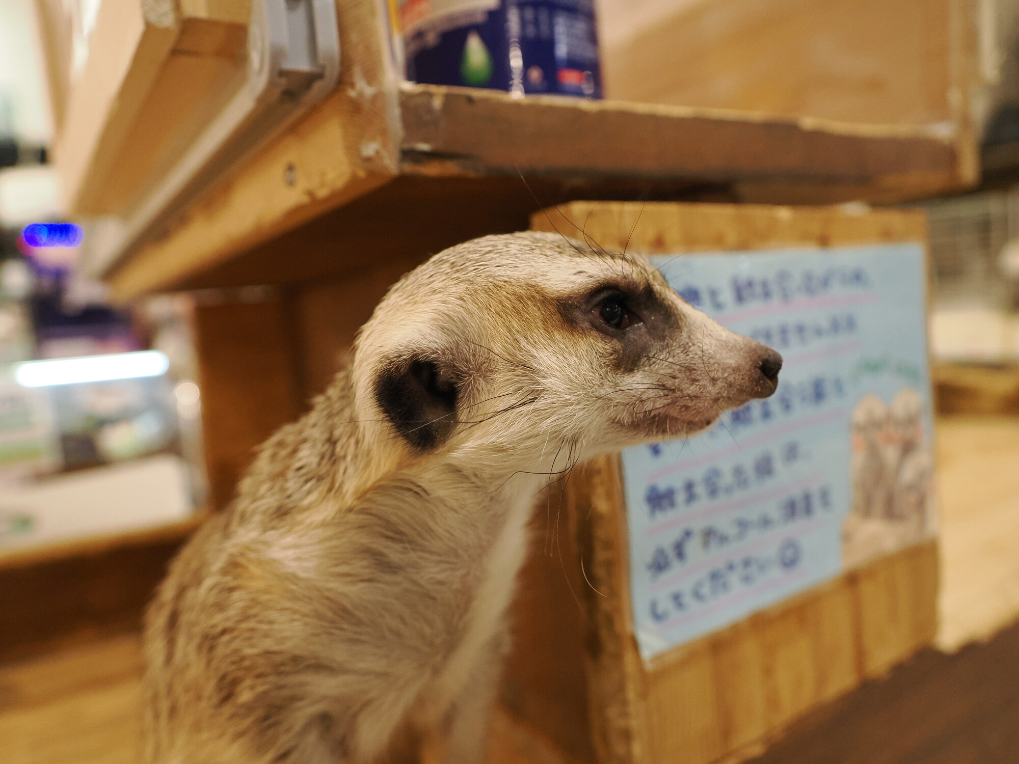 Surykatka siedząca przy drewnianej skrzynce — profil surykatki z tabliczką z japońskim tekstem o zasadach interakcji, tło bokeh kawiarni