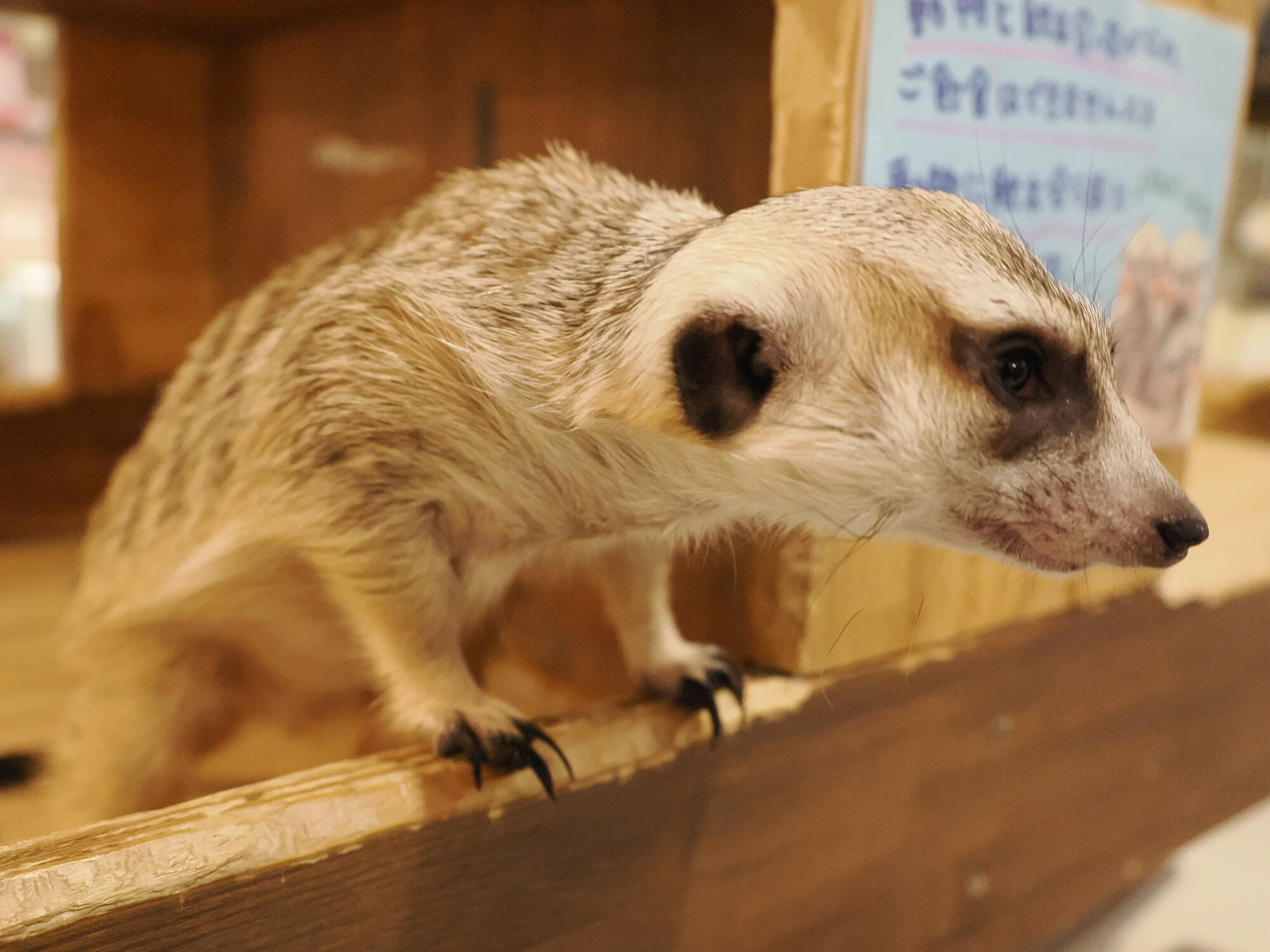 Surykatka na drewnianych deskach w kawiarni ze zwierzakami — profil surykatki chodzącej po drewnianych skrzynkach, tabliczka z zasadami w tle