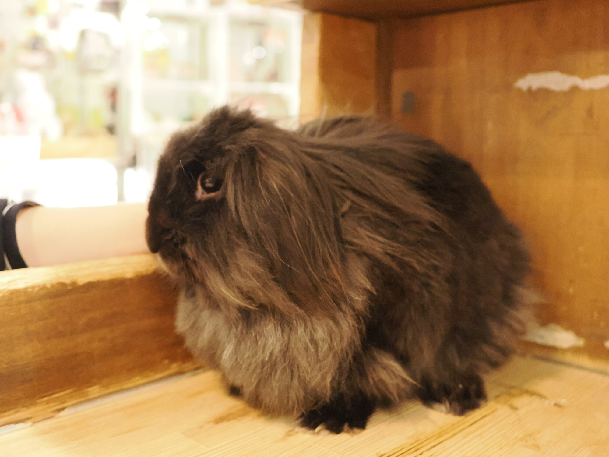 Szary królik angora z bliska — twarz króika lop angora z długą sierścią, czarne oko na tle bokeh kawiarni