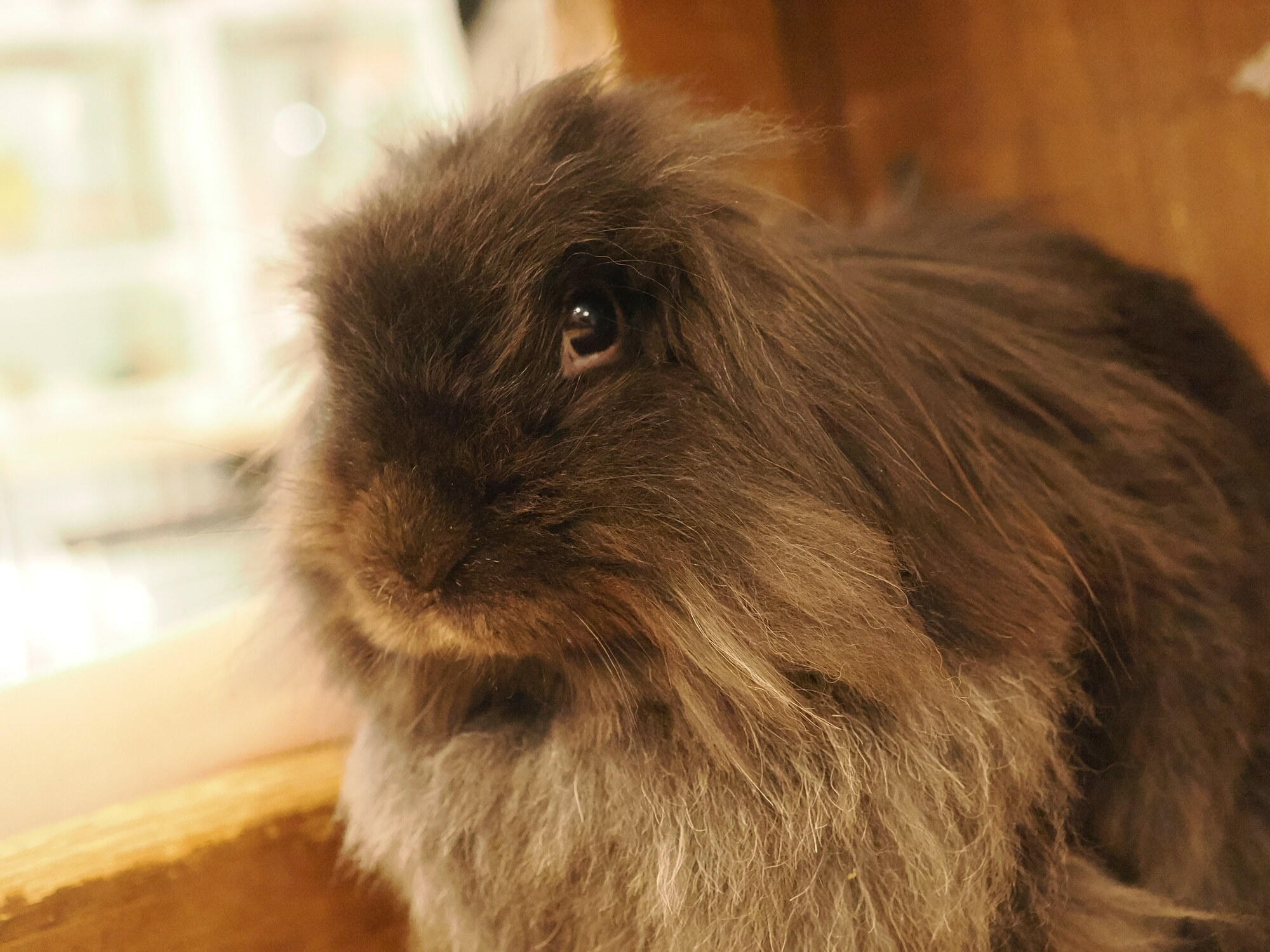 Szary królik angora siedzący bokiem — całe ciało królika lop angora pokryte długą szarobrązową sierścią, drewniana podłoga kawiarni