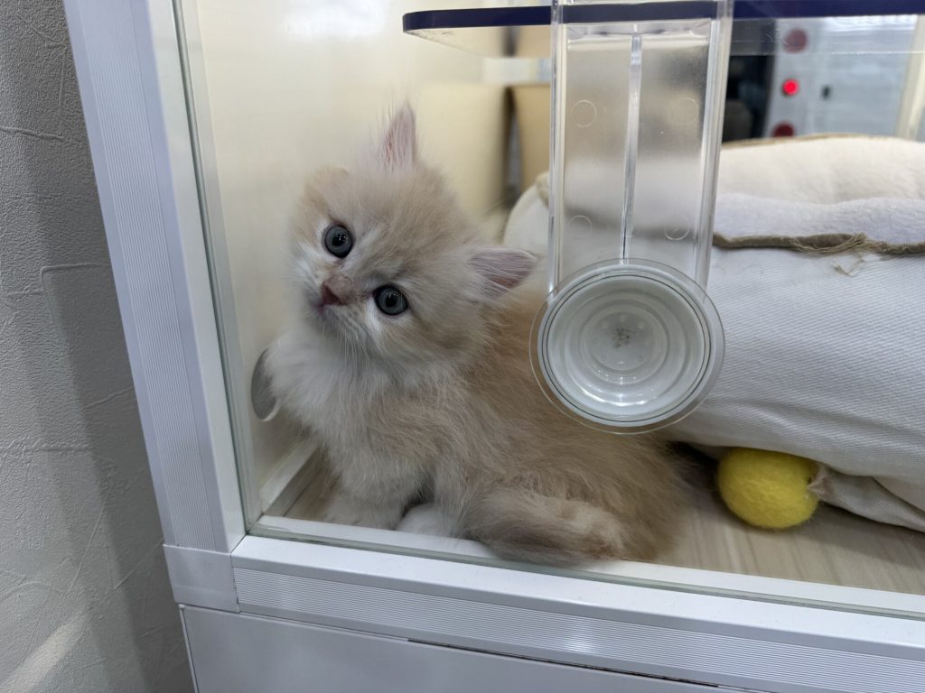 Mały kotek w szklanej gablocie japońskiego pet shopu - kociak leżący na białej pościeli, jasne oświetlenie