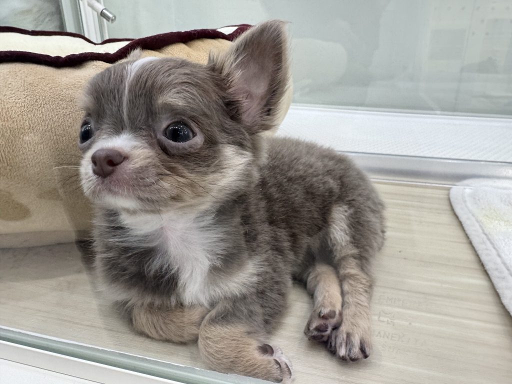 Śpiący kotek w japońskim pet shopie - zwinięty na białej pościeli w szklanej gablocie