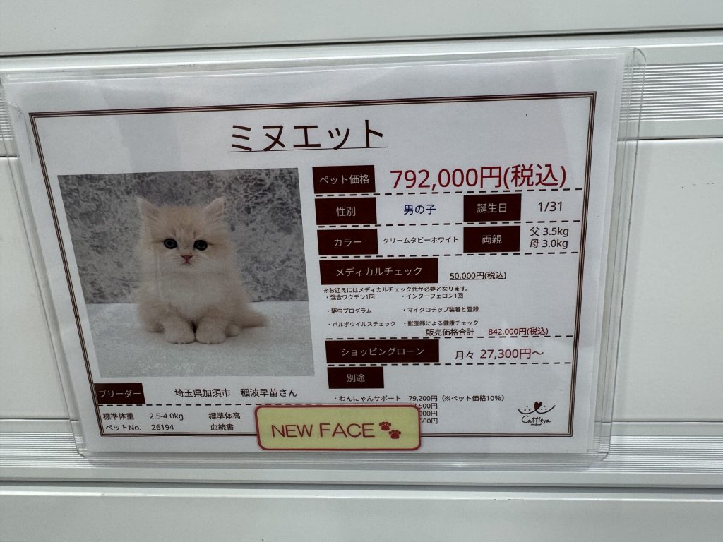 Tabliczka z ceną szczeniaka w japońskim pet shopie - cena w jenach, dane rasy i rodowodu po japońsku