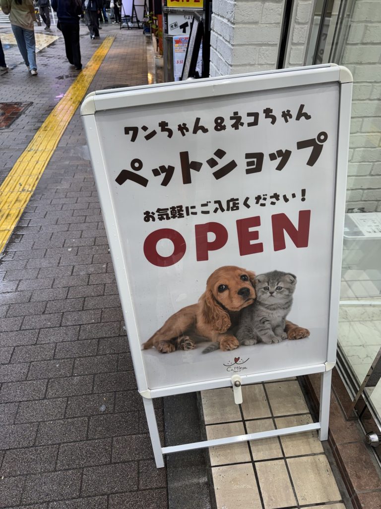 Szczeniak w szklanej gablocie pet shopu w Ikebukuro - mały pies przy szybie, cena na tabliczce