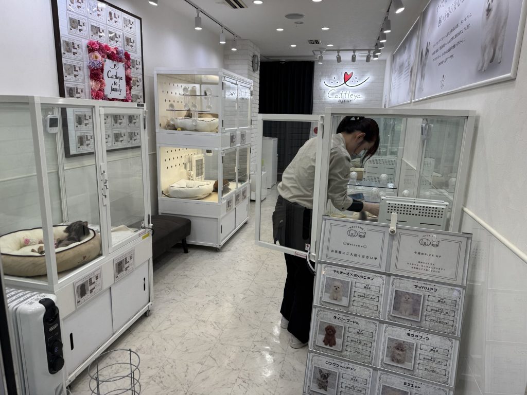 Szczeniak w pet shopie Ikebukuro nocą - przy szybie wystawowej, tabliczka z ceną i danymi rasy po japońsku