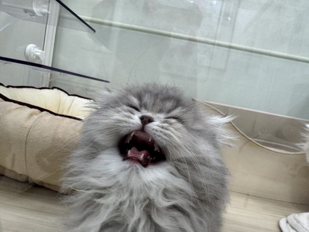 Nocny szyld pet shopu w Ikebukuro - kolorowa witryna z zdjęciami psów i kotów, ceny w jenach, ulica nocna