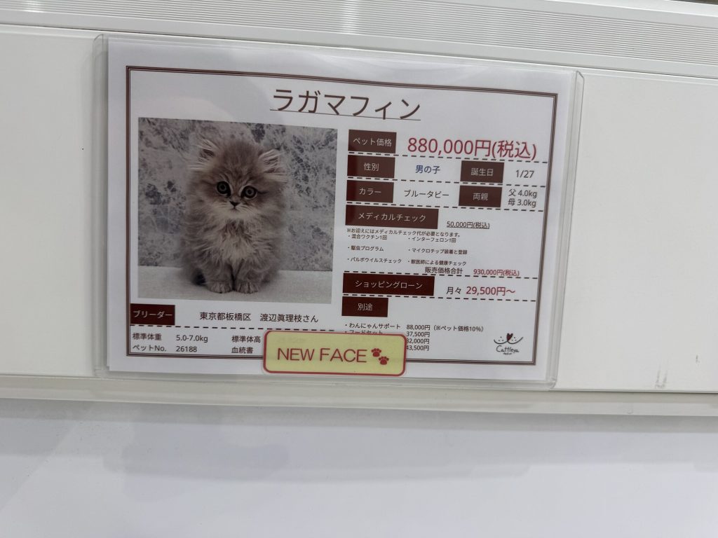 Wnętrze pet shopu Ikebukuro - rząd szklanych gablot ze szczeniaczkami i kotami, jasne oświetlenie, tabliczki z cenami