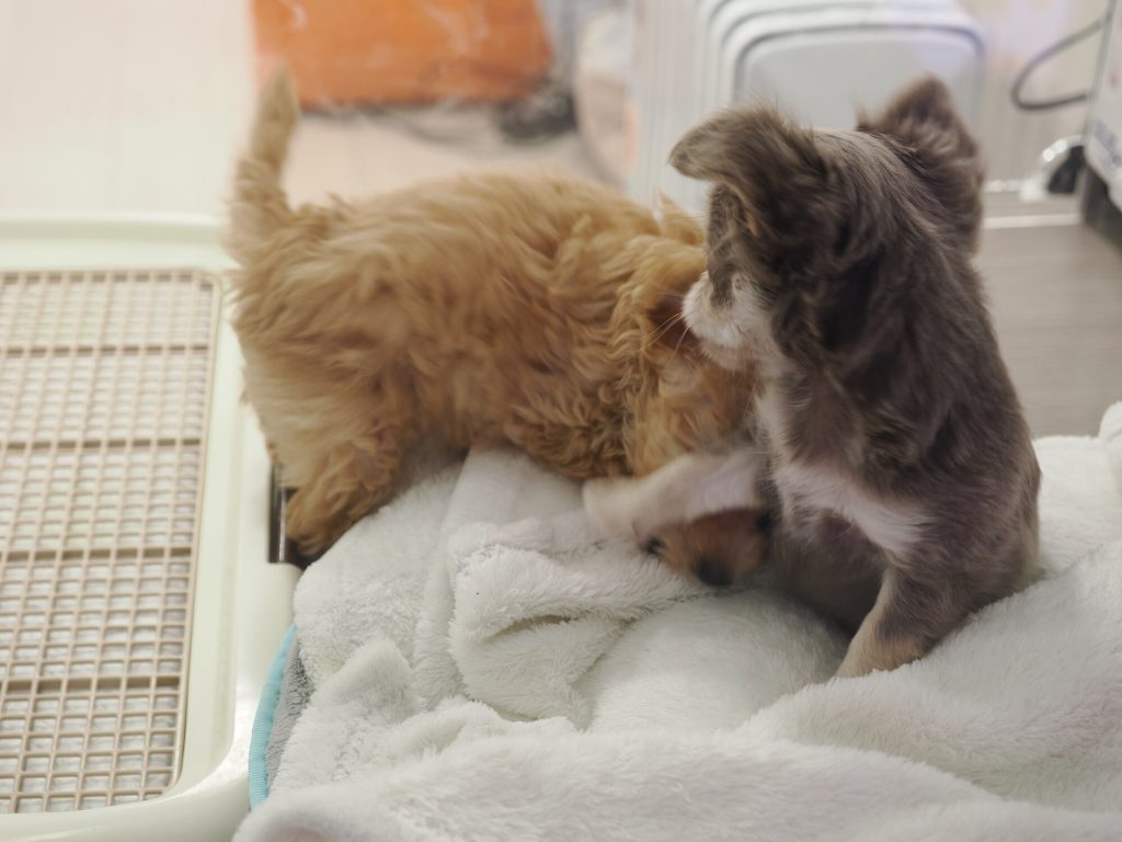 Dwa szczeniaki w gablocie pet shopu - rudy poodle i szary chihuahua