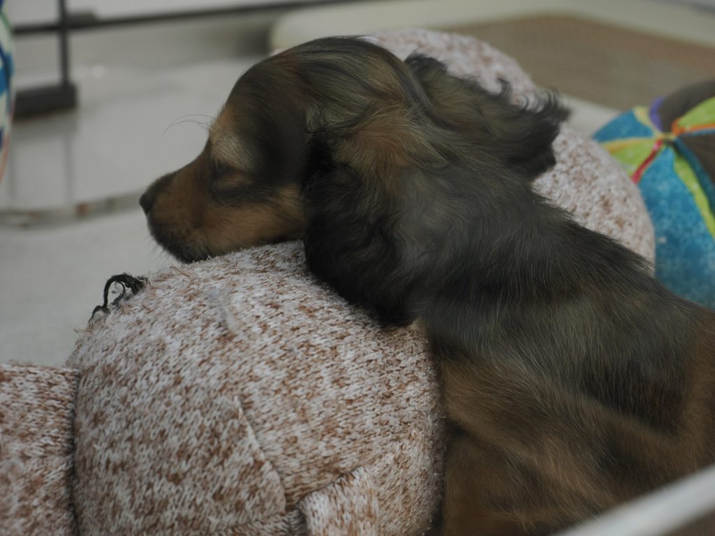 Śpiący szczeniak długowłosy jamnik czarno-podpalany w pet shopie, głowa oparta na pluszowej poduszce