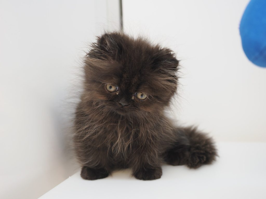 Mały kociak czarny puszysty z żółtymi oczami siedzący w rogu białej gablocie, wyraz twarzy niezadowolony