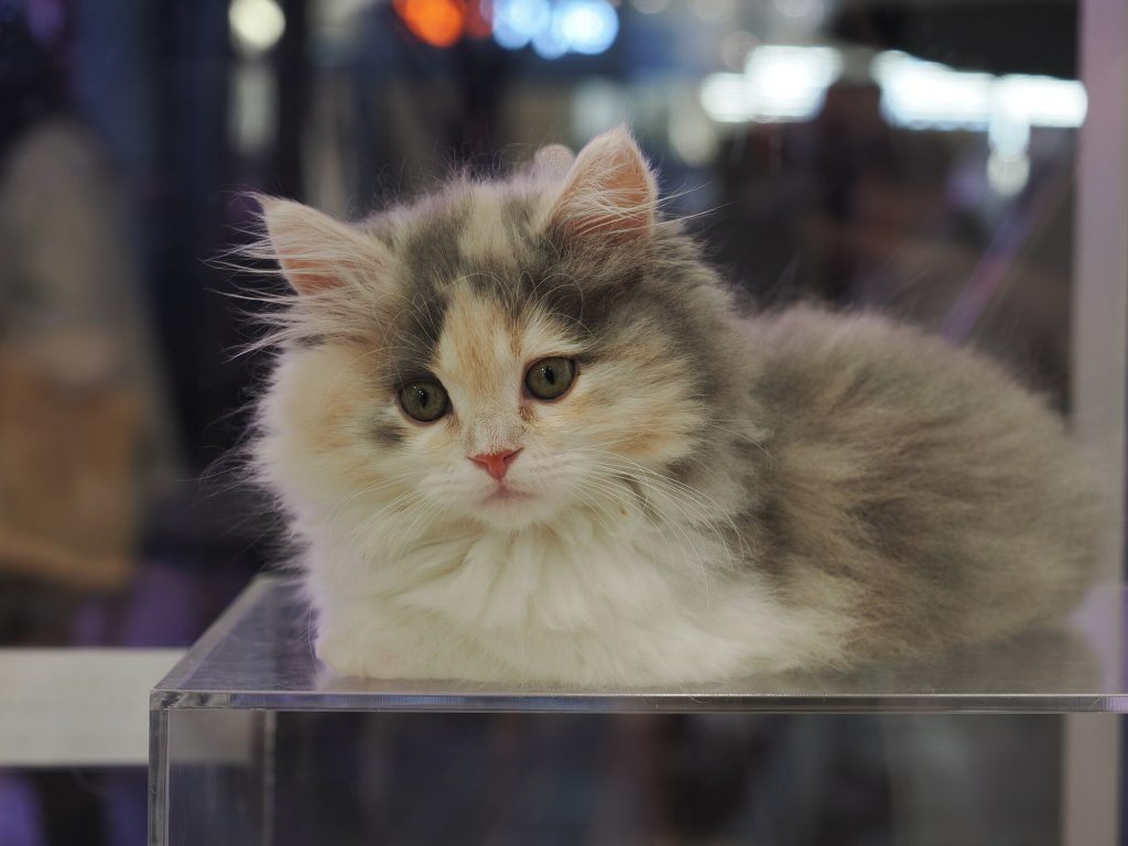 Mały kociak szaro-biały długowłosy patrzący w obiektyw, siedzący na szklanej gablocie pet shopu