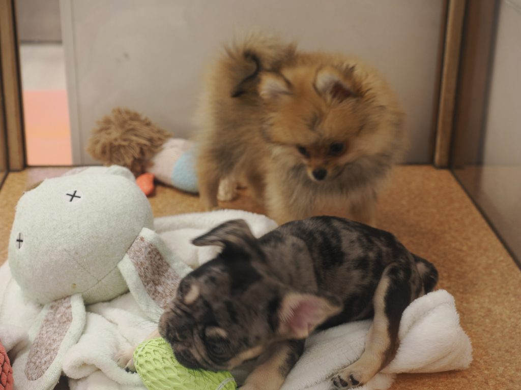 Dwa szczeniaki - szpic pomeranian rudy i buldog merle śpiący przy pluszowej maskotce